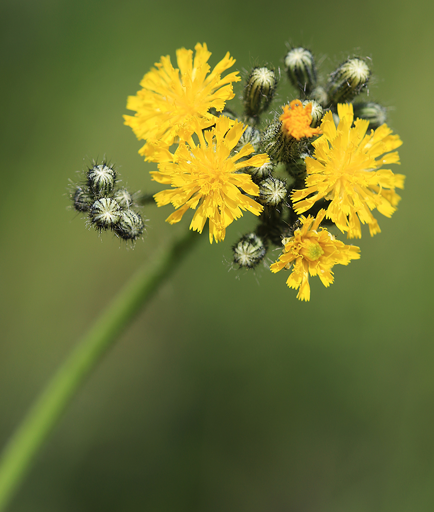 Image of Pilosella &times; floribunda specimen.