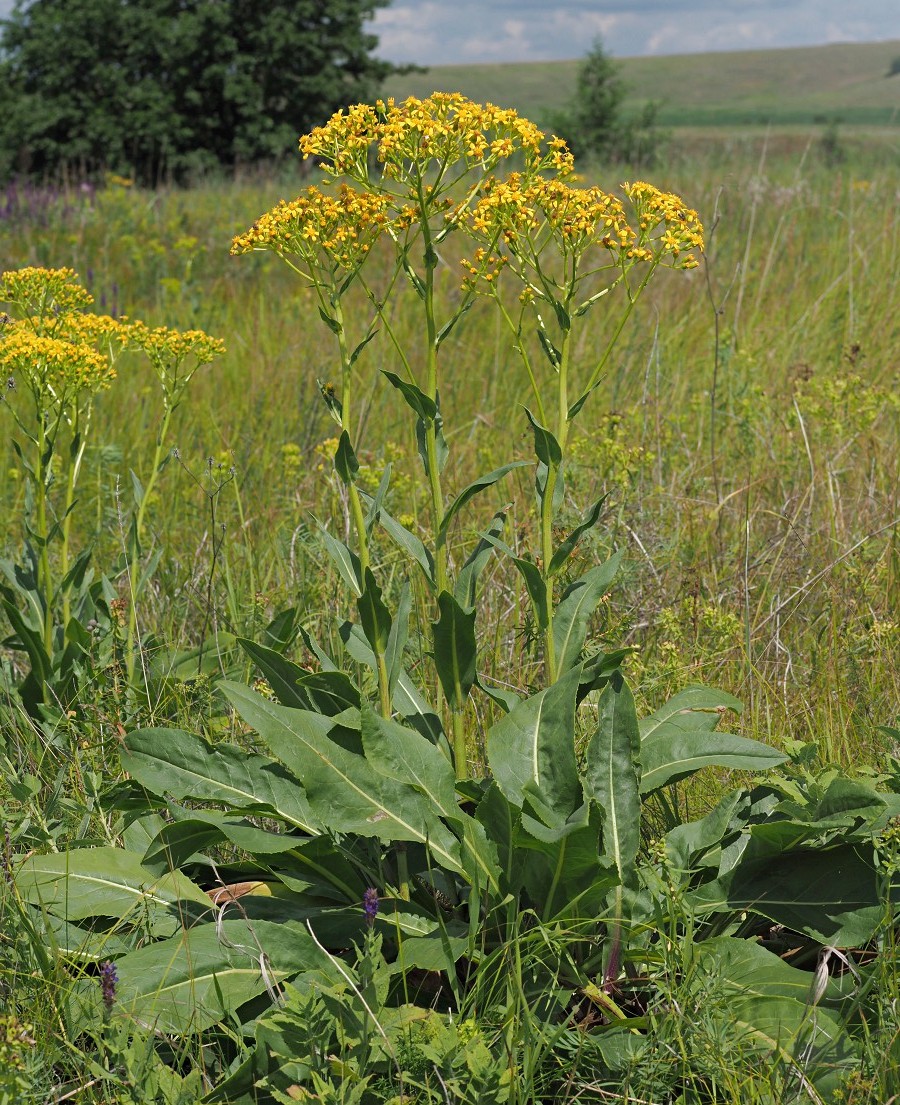 Изображение особи Senecio schwetzowii.