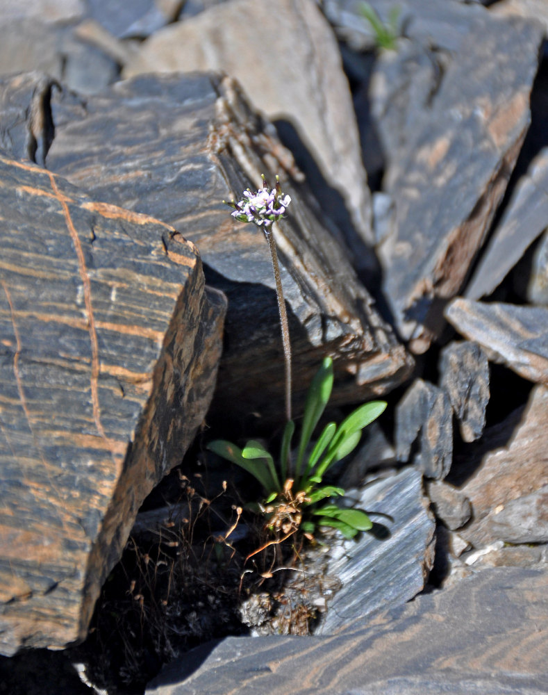 Image of Braya rosea specimen.