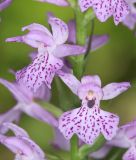 Dactylorhiza saccifera. Цветки. Дагестан, Курахский р-н, окр. с. Штул, заросли кустарников в пойме реки. 27 июня 2021 г.