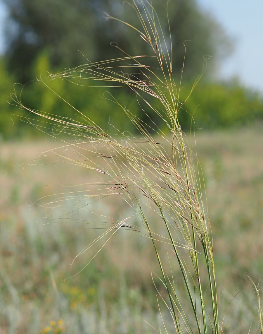 Изображение особи Stipa capillata.