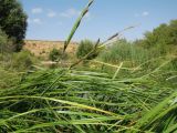 Carex acutiformis. Верхушка плодоносящего растения. Казахстан, Жамбылская обл., Жуалынский р-н, хр. Боралдайтау, долина р. Боралдай, ур. Уркумбайсай, берег речки. 15 августа 2021 г.