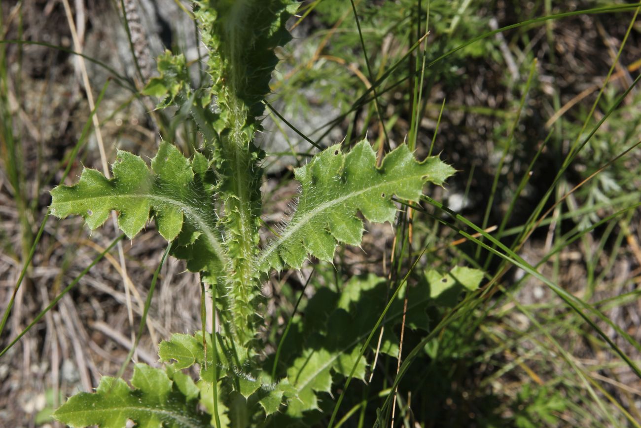 Image of Carduus thoermeri specimen.