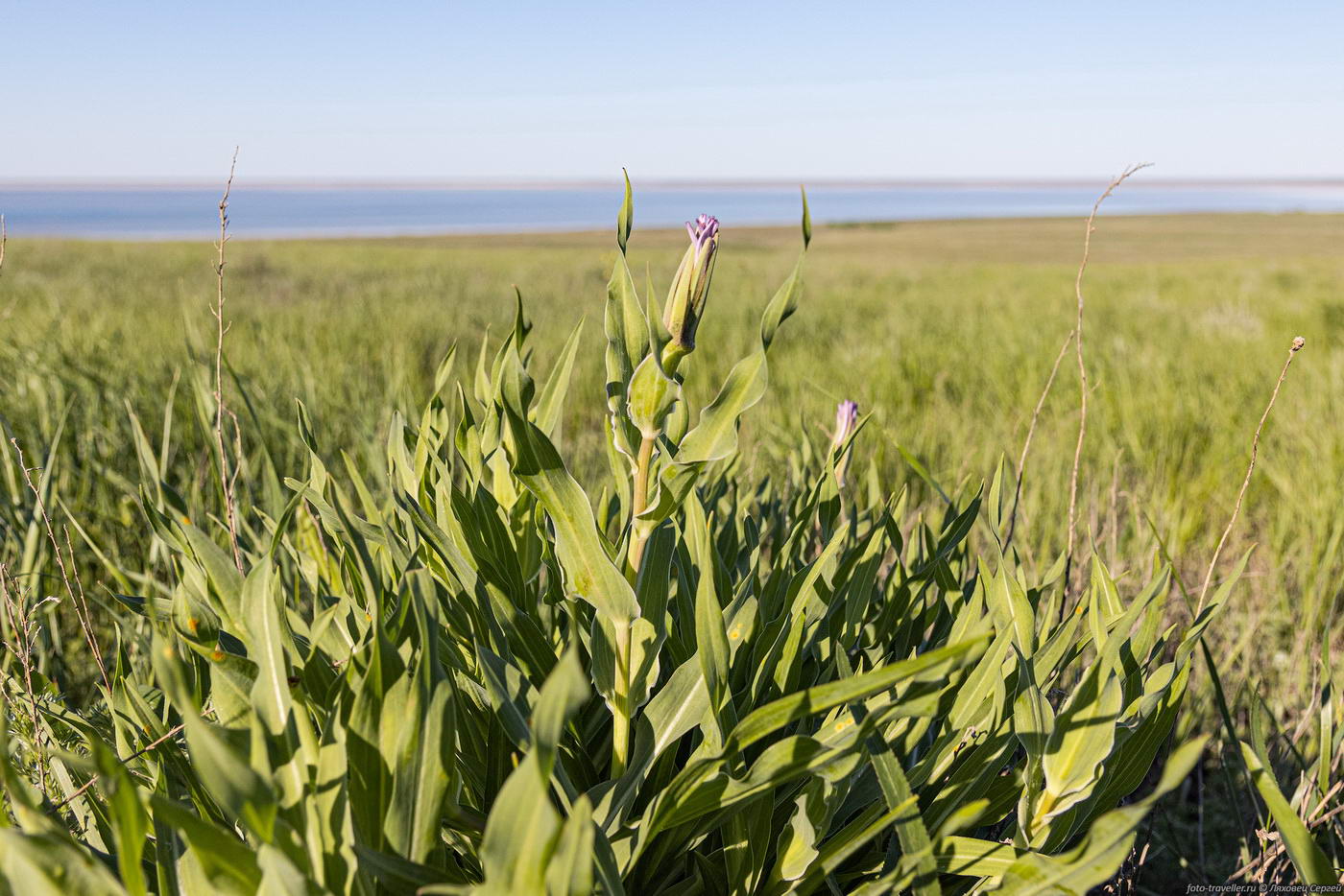 Image of Tragopogon marginifolius specimen.