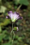 Geranium rectum