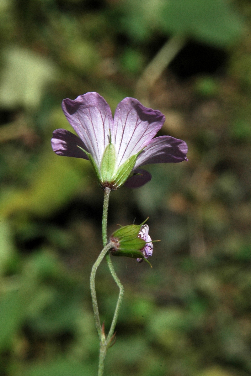 Image of Geranium rectum specimen.