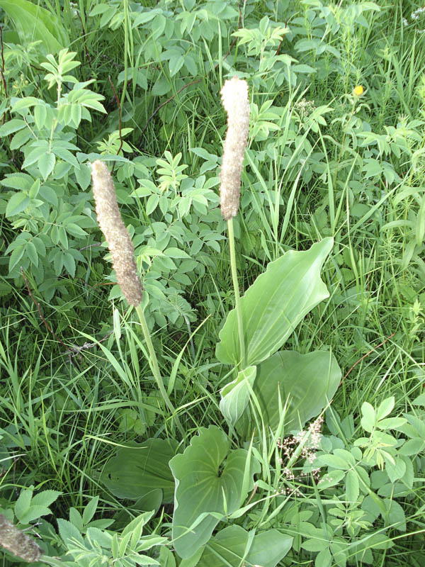 Изображение особи Plantago maxima.