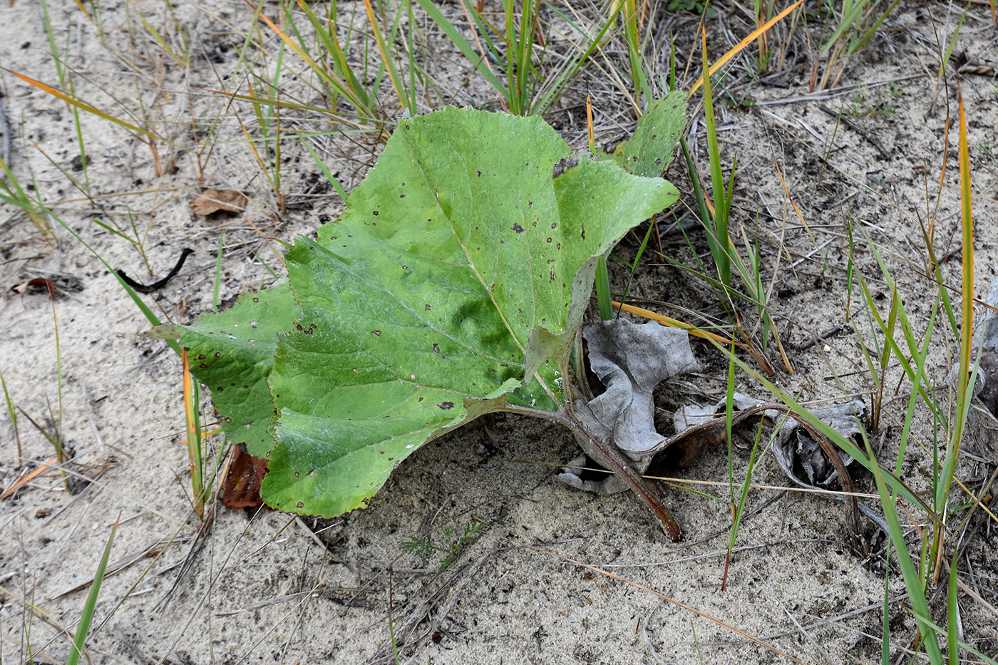 Изображение особи Petasites spurius.