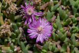 Ruschia lineolata