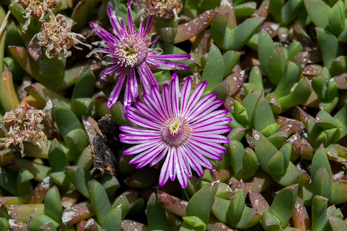 Image of Ruschia lineolata specimen.