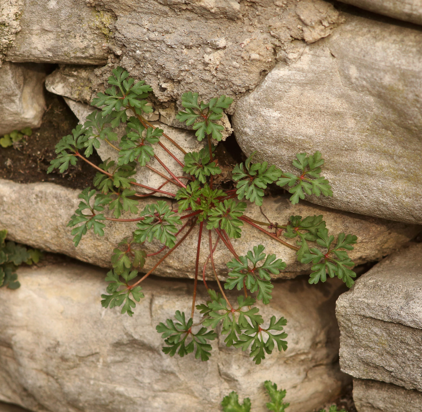 Image of Geranium purpureum specimen.