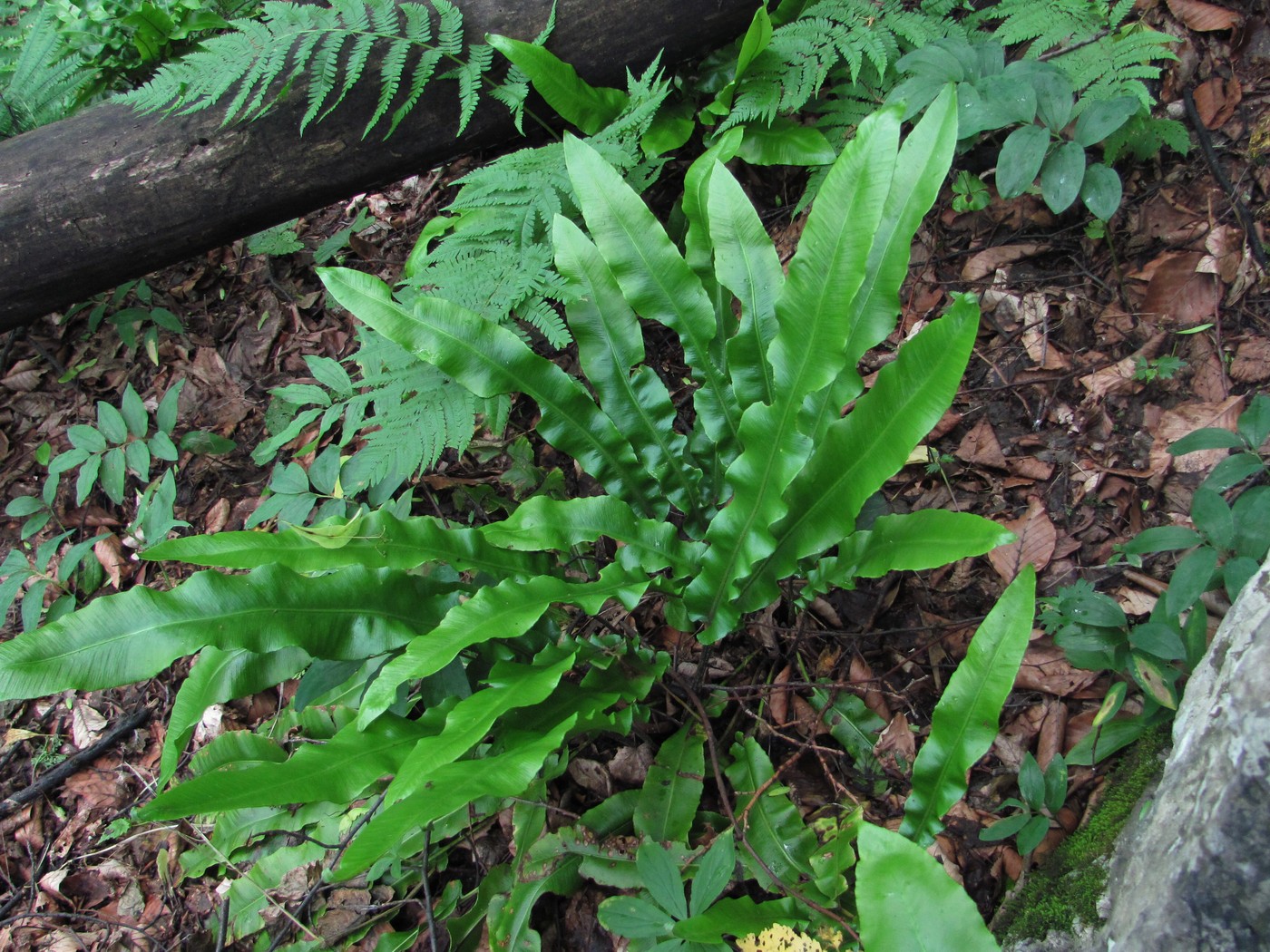 Изображение особи Phyllitis scolopendrium.