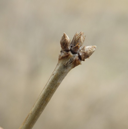 Изображение особи Lonicera tatarica.