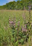 Phlomoides tuberosa. Цветущие растения. Алтайский край, Мамонтовский р-н, окр. с. Мамонтово, луг. 26.06.2021.