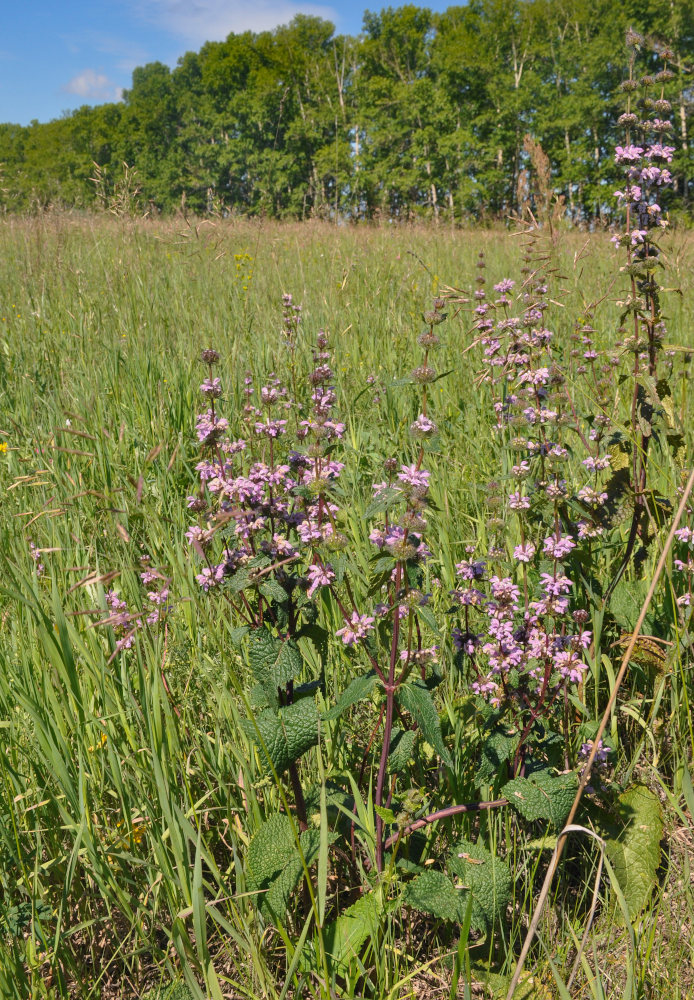 Image of Phlomoides tuberosa specimen.