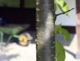 Cerasus sachalinensis. Часть ствола молодого дерева. Москва, ГБС, Японский сад. 31.08.2021.