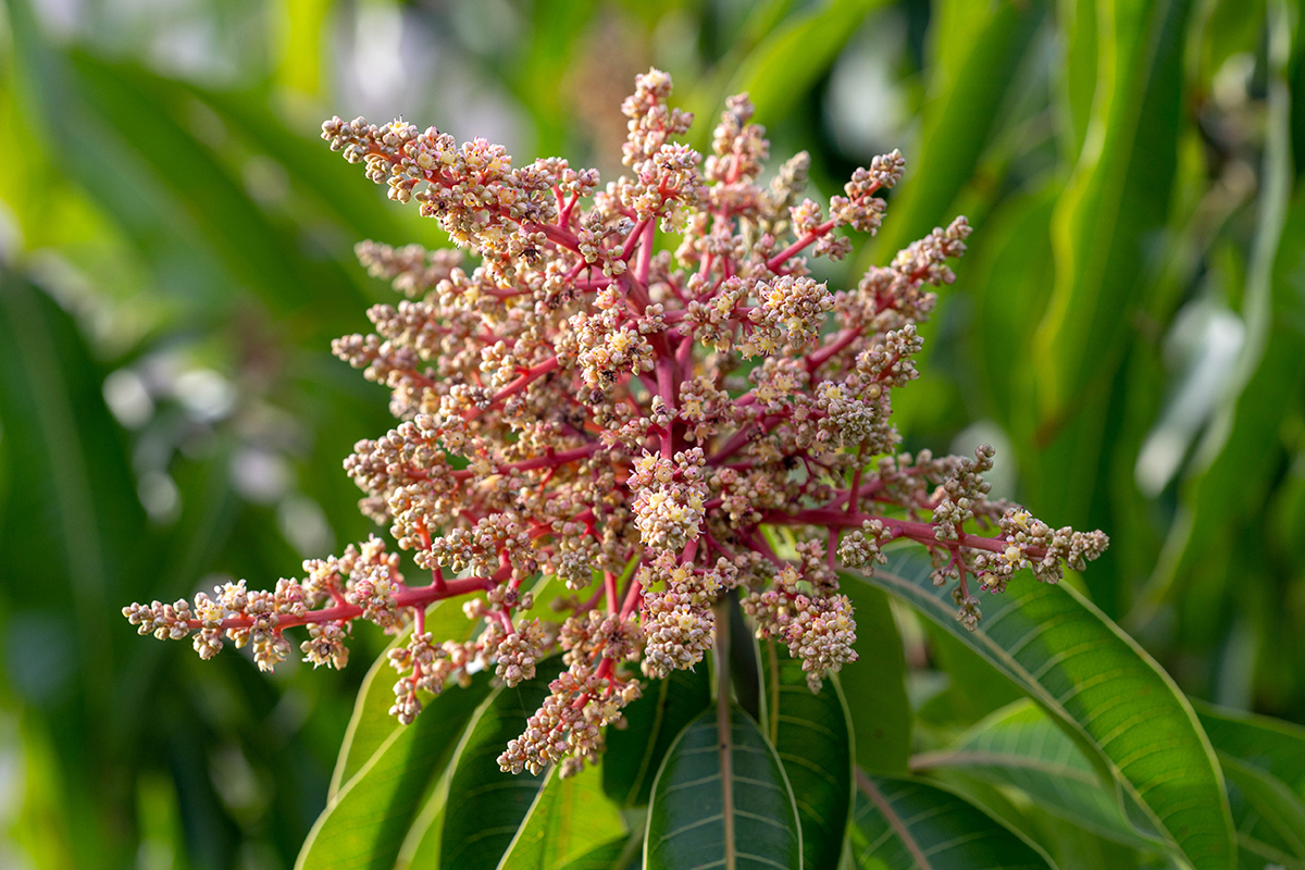 Изображение особи Mangifera indica .