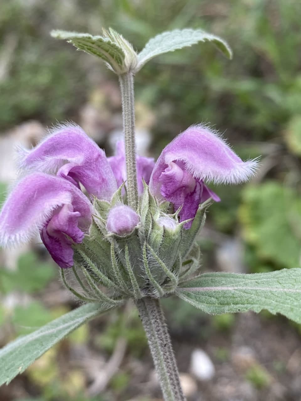 Изображение особи Phlomoides canescens.