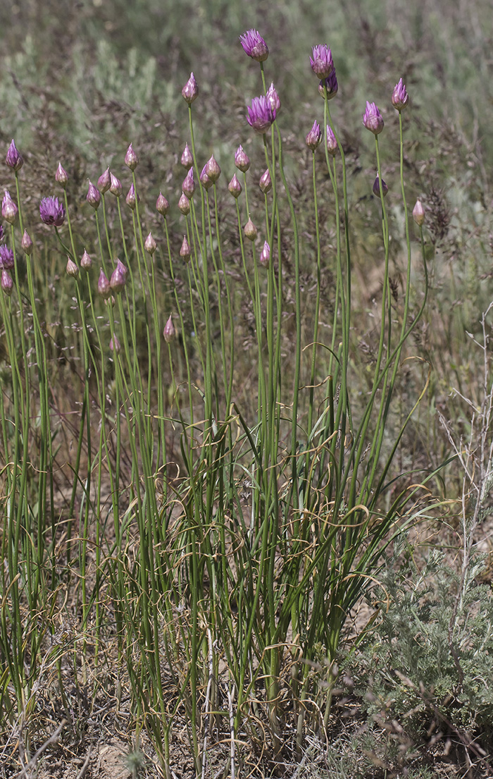 Image of Allium inderiense specimen.