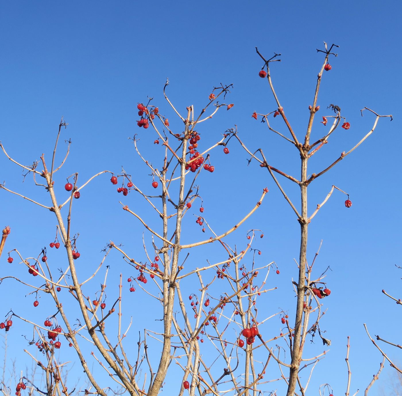 Image of Viburnum opulus specimen.