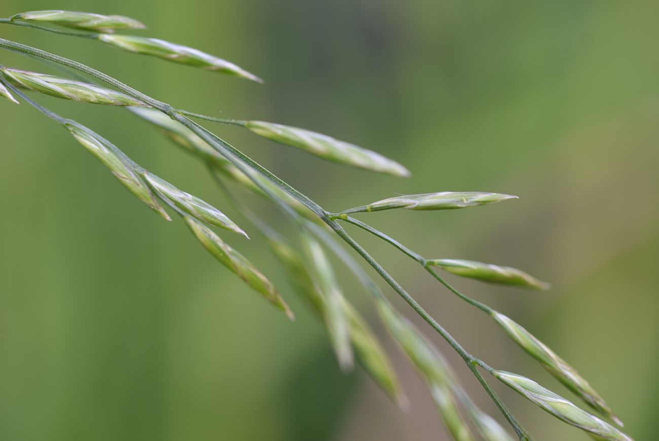 Image of Festuca pratensis specimen.