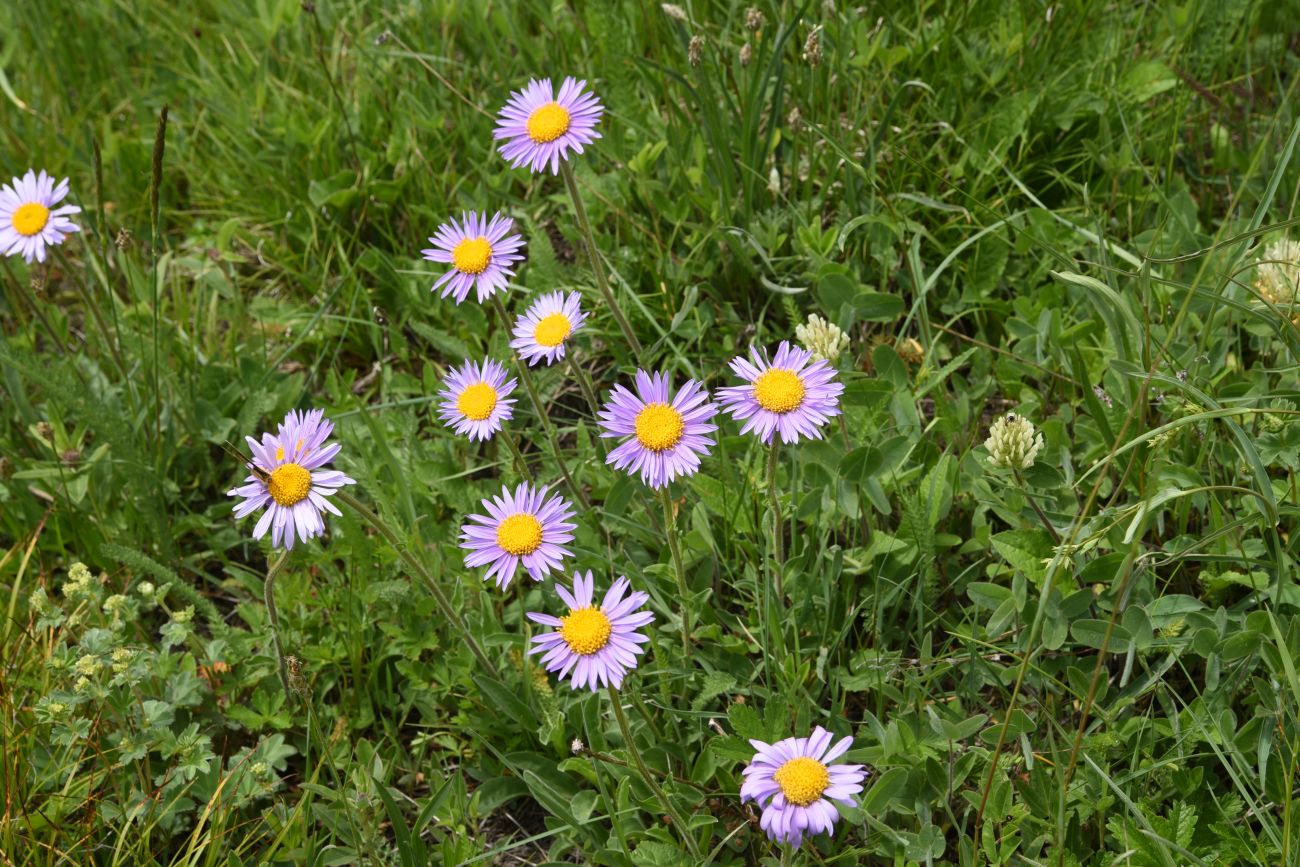 Изображение особи Aster alpinus.