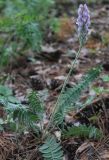 Oxytropis spicata