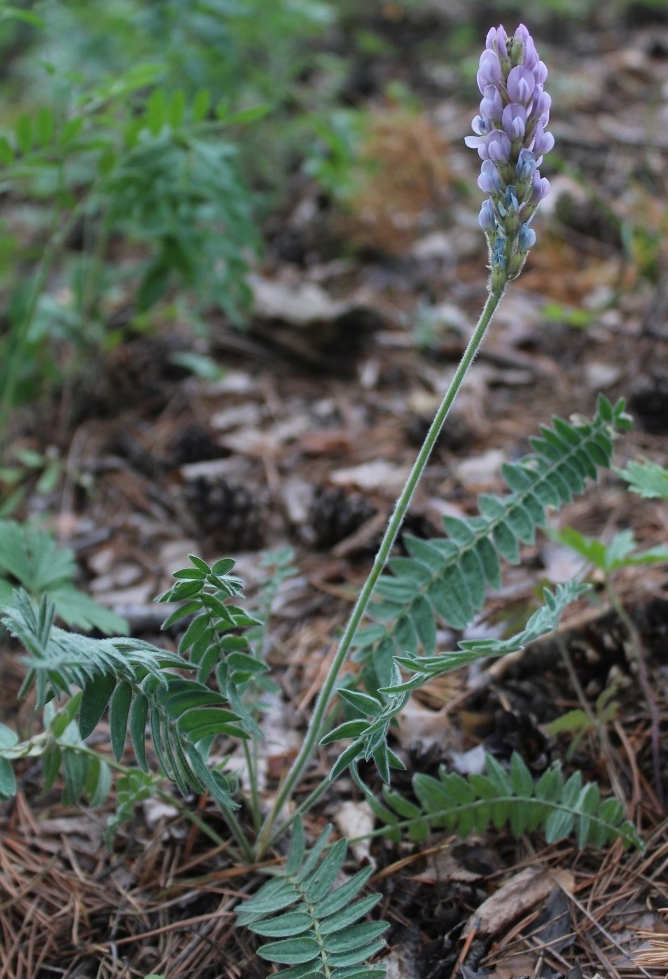 Изображение особи Oxytropis spicata.