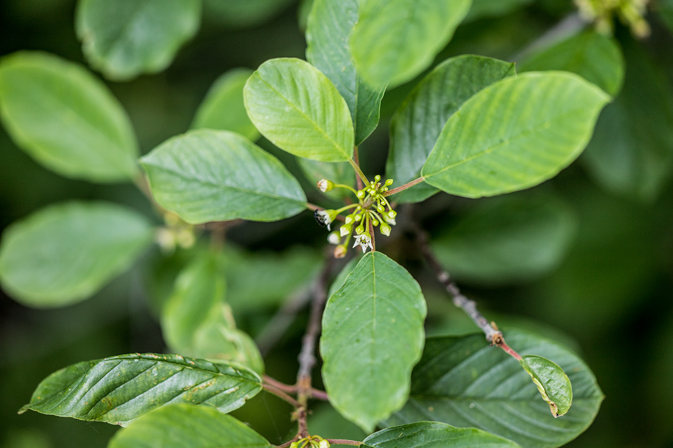 Изображение особи Frangula alnus.