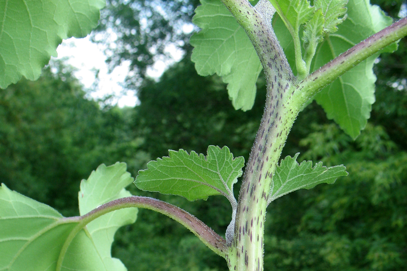 Image of Xanthium orientale specimen.