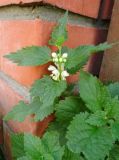 Lamium album