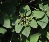 Viburnum lantana. Соплодие с незрелыми плодами и листья. Республика Ингушетия, Джейрахский р-н, нижнее течение р. Гулойхи, высота 1160 м н.у.м., рядом с родником. 20 июня 2022 г.