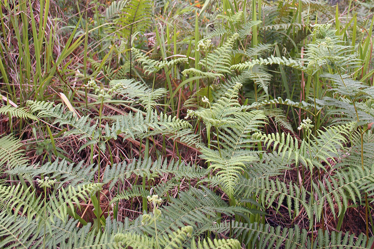 Изображение особи Pteridium revolutum.