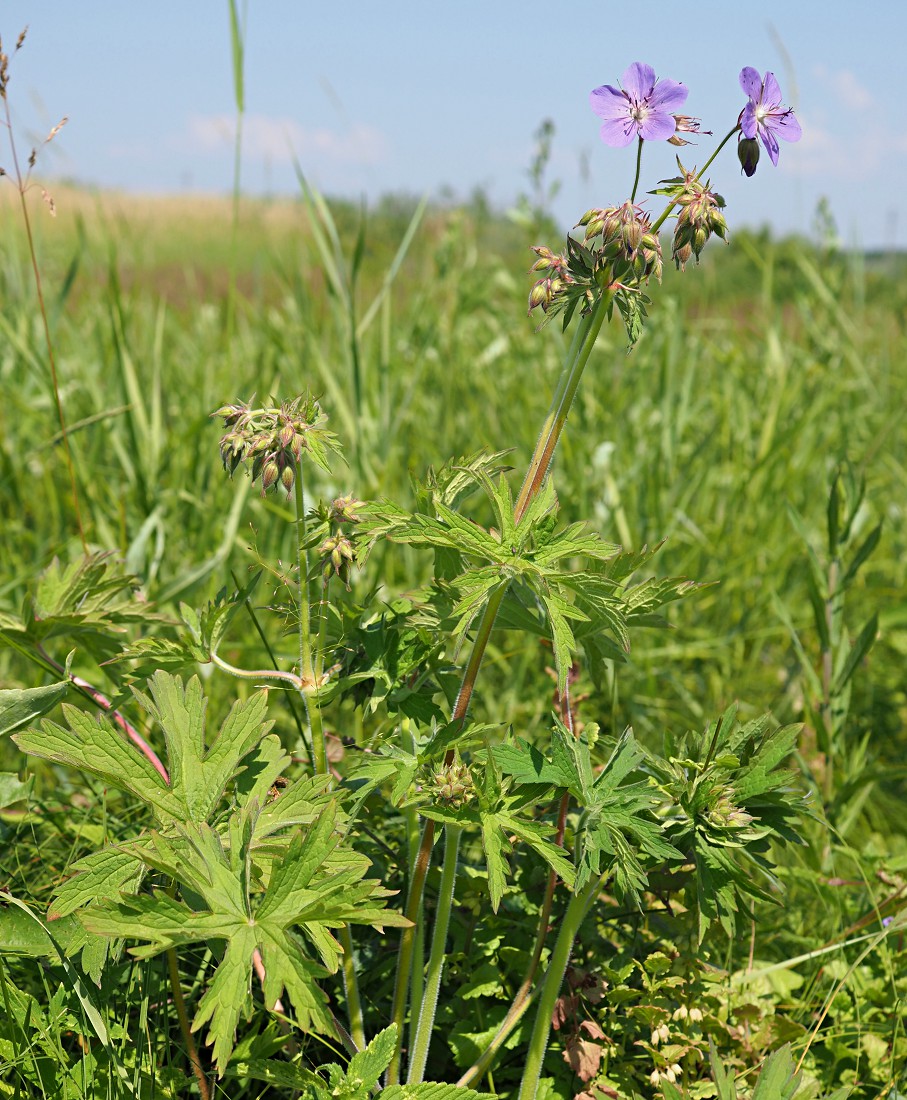 Изображение особи Geranium pratense.