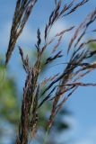 Calamagrostis canescens