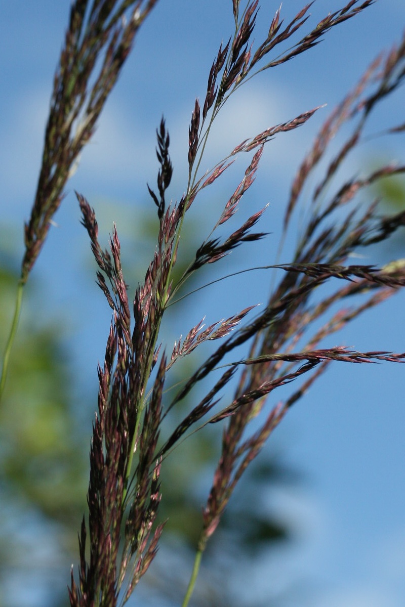 Изображение особи Calamagrostis canescens.