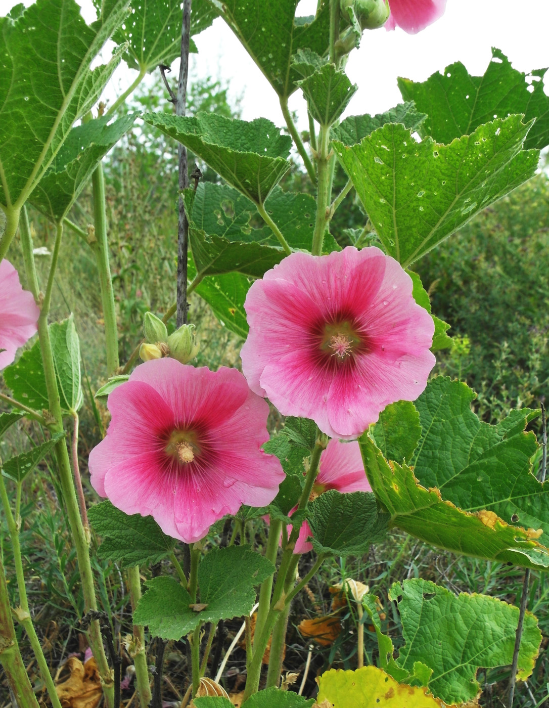 Image of Alcea rosea specimen.