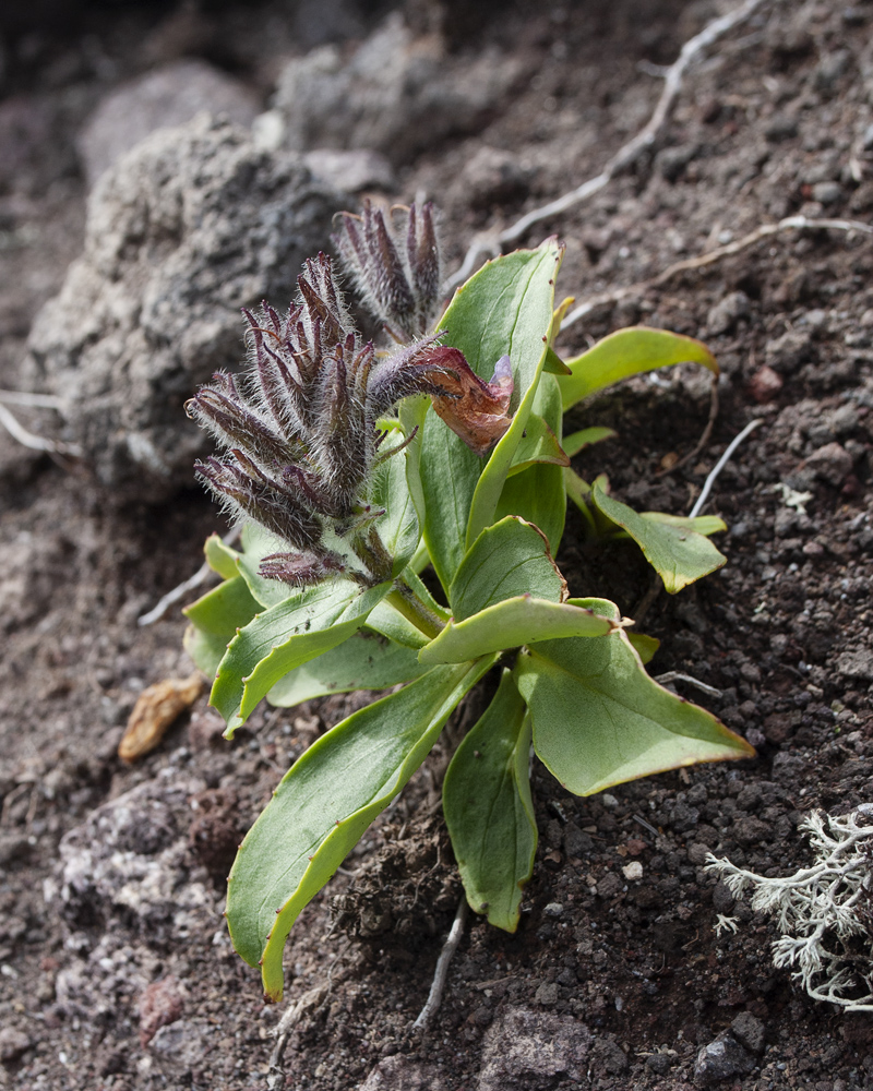 Image of Pennellianthus frutescens specimen.