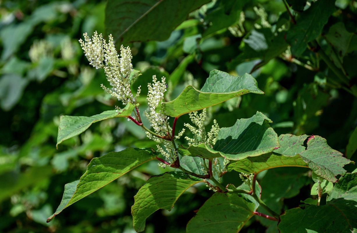 Изображение особи Reynoutria sachalinensis.