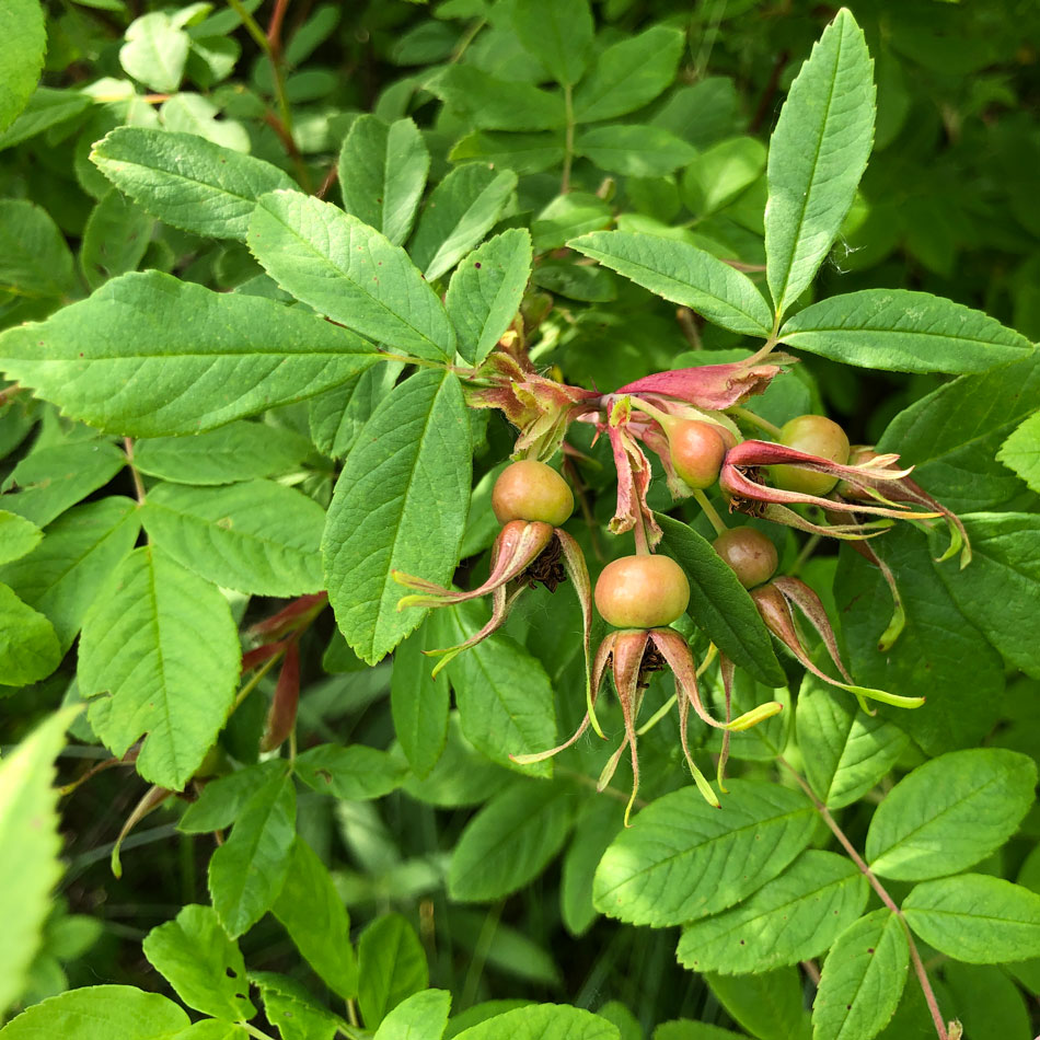 Image of genus Rosa specimen.