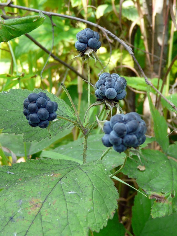 Изображение особи Rubus caesius.