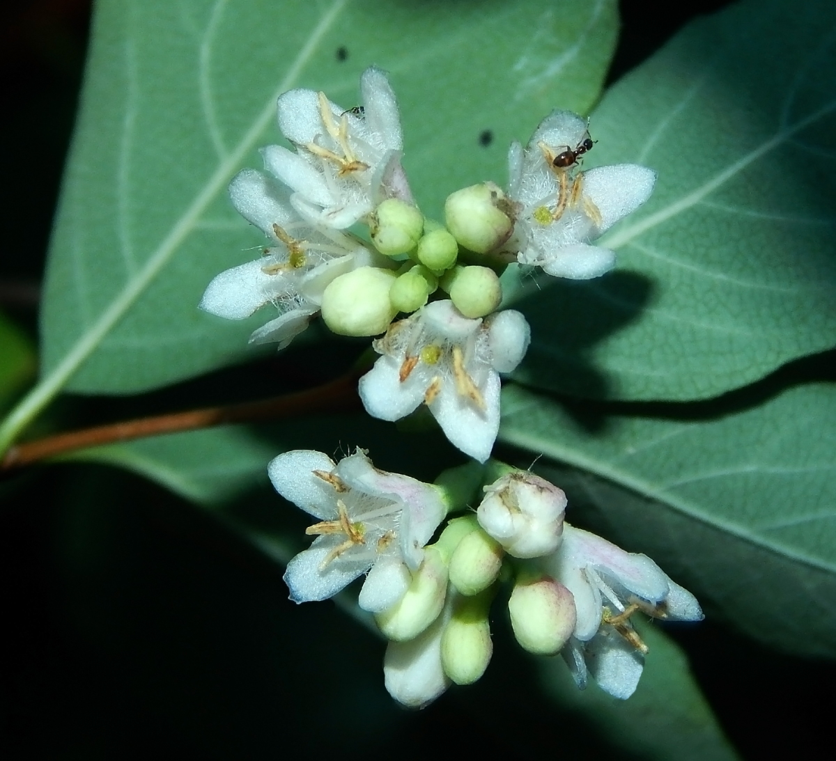 Image of Symphoricarpos albus specimen.