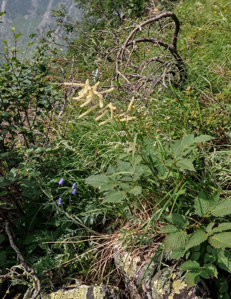 Изображение особи Aruncus dioicus.