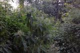 Colebrookea oppositifolia. Цветущее растение. Индия, штат Уттаракханд, округ, Найнитал, Jim Corbett National Park. 02.12.2002.