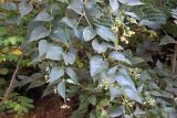 Nyctanthes arbor-tristis. Побеги с плодами, цветущими и отцветшими цветками. Индия, штат Раджастхан, округ Пали, национальный заповедник \"Кombhalgarh\". 09.12.2022.