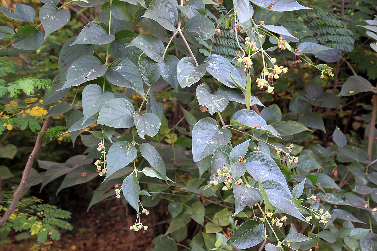 Image of Nyctanthes arbor-tristis specimen.