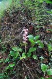 Pyrola incarnata