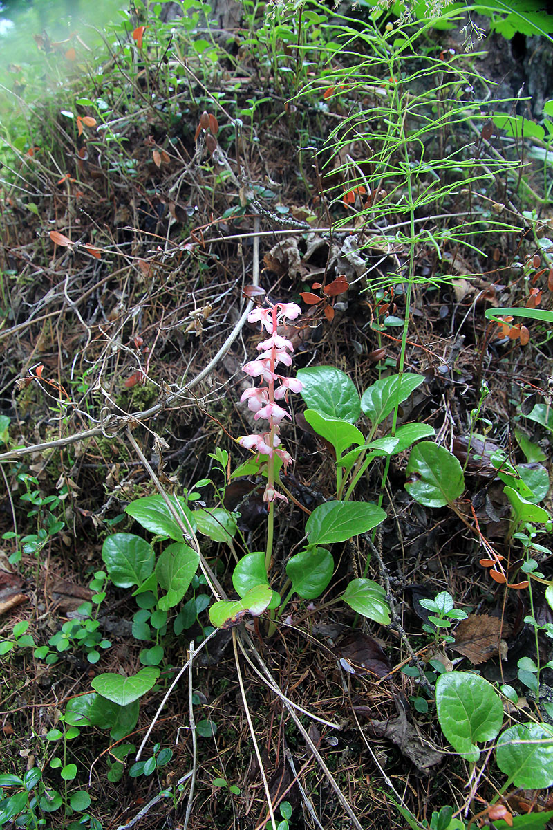 Image of Pyrola incarnata specimen.