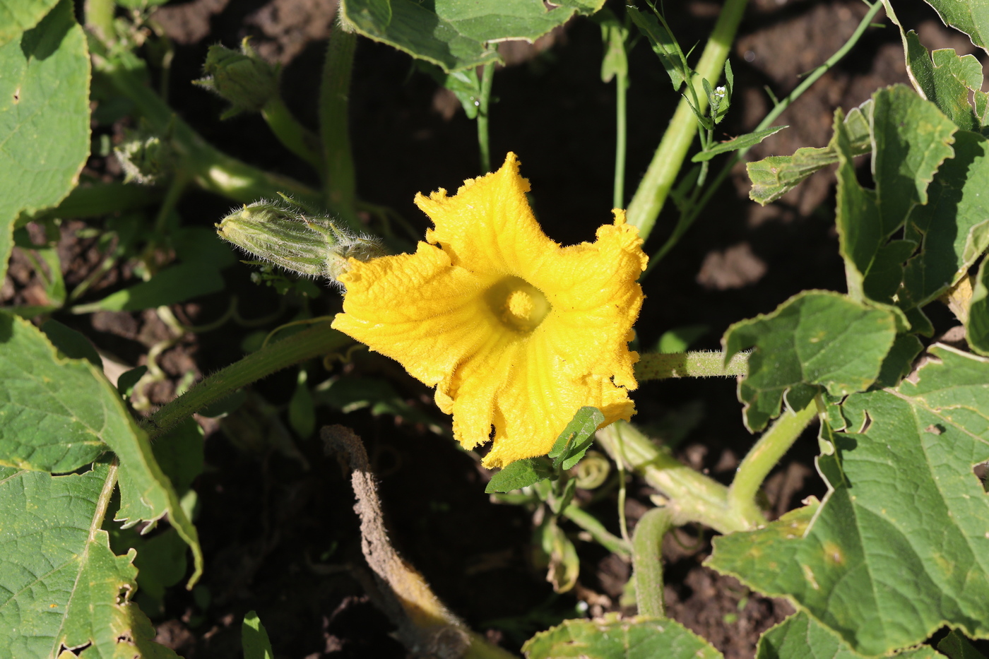 Image of Cucurbita maxima specimen.