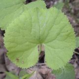 Ranunculus cassubicus. Лист. Владимирская обл., окр. г. Александров, сосновый бор. 10.06.2022.